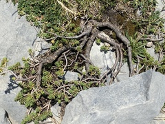 Thymelaea dioica