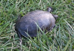 Emys orbicularis