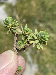 Thymelaea dioica