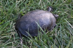 Emys orbicularis