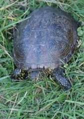 Emys orbicularis