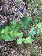 Goodenia grandiflora