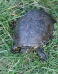 Emys orbicularis