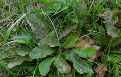 Golovinomyces cichoracearum