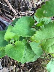 Goodenia grandiflora