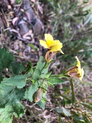 Goodenia grandiflora