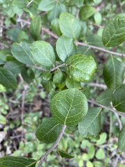 Vaccinium arboreum