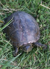 Emys orbicularis