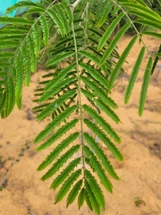 Albizia niopoides