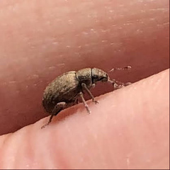 Strophosoma melanogrammum