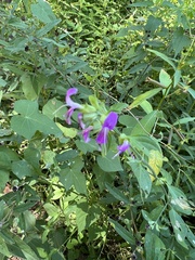 Dicliptera brachiata