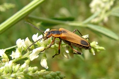 Chauliognathus marginatus