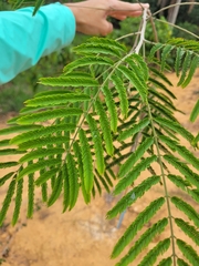 Albizia niopoides