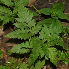 Osmorhiza longistylis