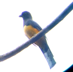 Trogon melanocephalus