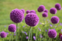 Allium giganteum