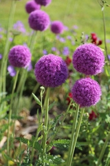 Allium giganteum