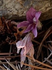 Aphyllon californicum