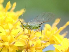 Macrosiphum