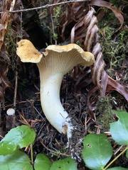 Cantharellus