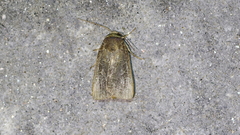 Orthodes majuscula