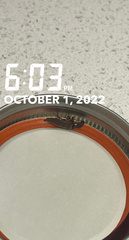 Deilelater physoderus