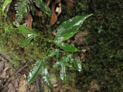 Dendropanax
