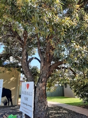 Corymbia