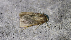 Orthodes majuscula