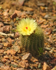 Parodia