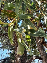 Corymbia