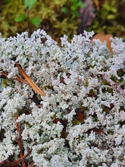 Stereocaulon saxatile