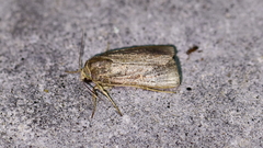 Orthodes majuscula