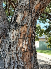 Corymbia