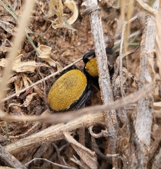 Phidippus apacheanus
