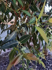 Corymbia