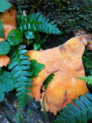 Laetiporus conifericola