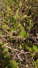 Vitis arizonica