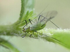 Macrosiphum