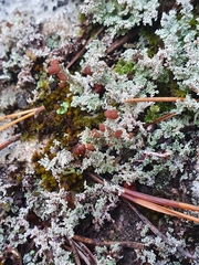 Stereocaulon saxatile