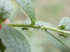 Macrosiphum