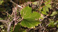 Vitis arizonica