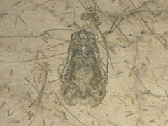 Rhinella major