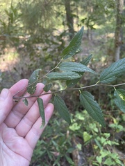Celtis tenuifolia
