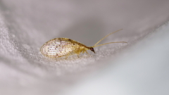 Hemerobius