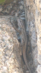Sceloporus