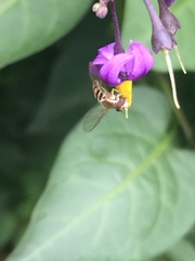 Toxomerus marginatus