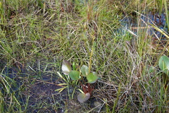 Ornduffia reniformis