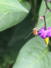 Toxomerus marginatus