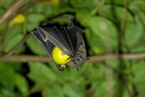 Flat-faced Fruit-eating Bat